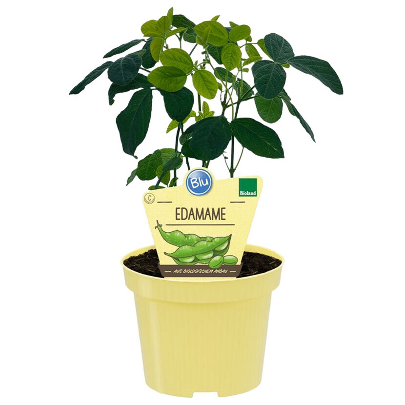 Bio-Edamame 12 cm Topf