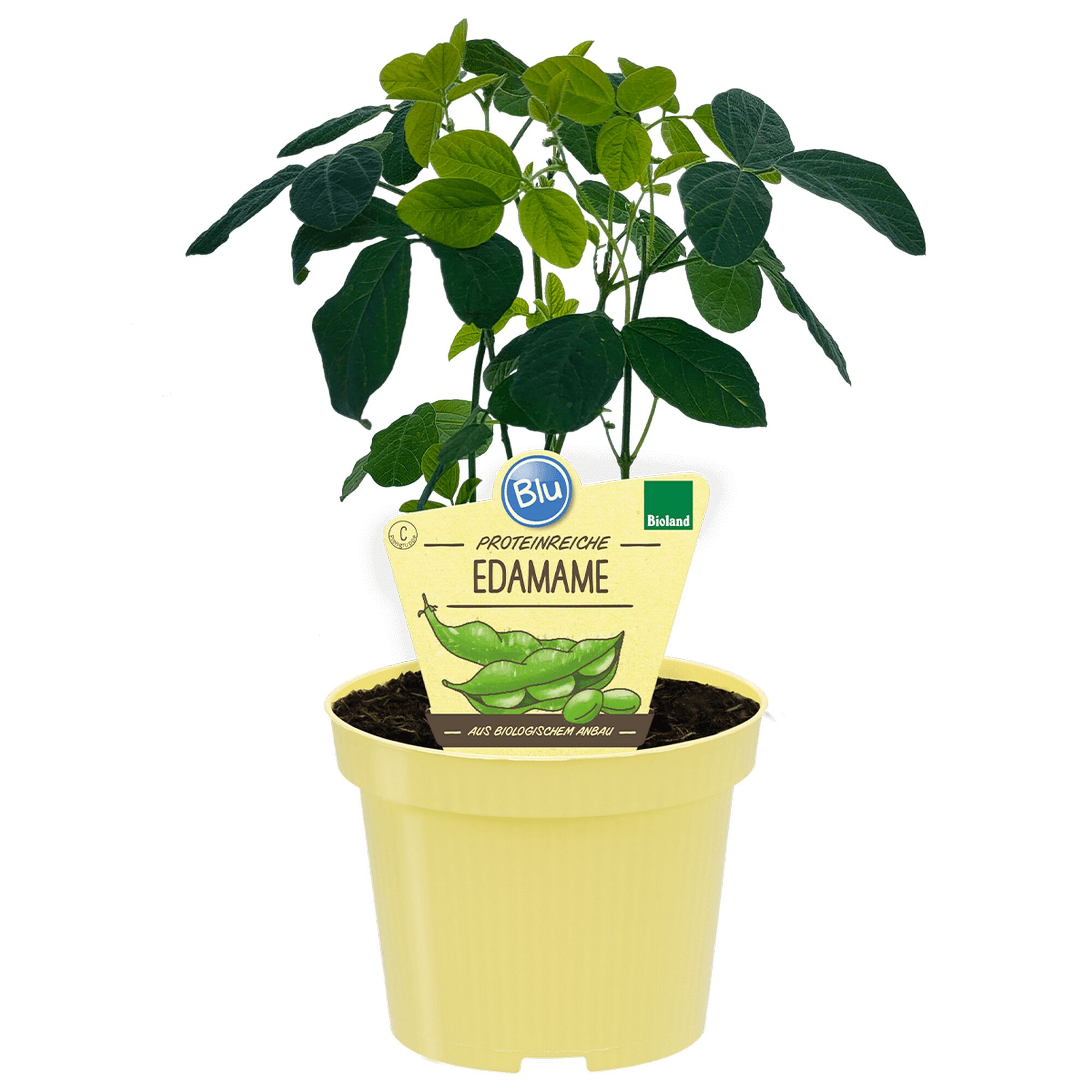 Edamame Pflanze im Topf