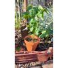 Bio-Edamame 12 cm Topf