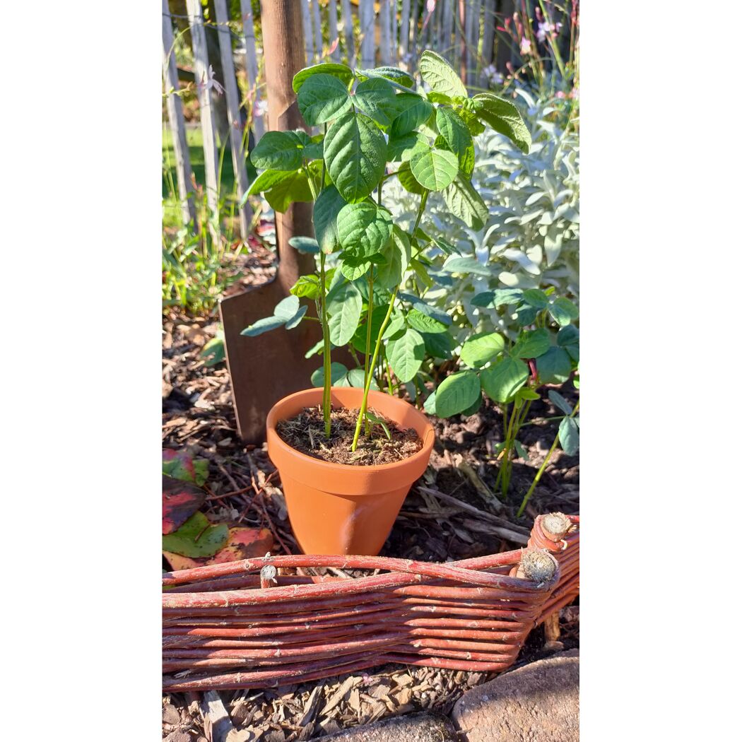 Bio-Edamame 12 cm Topf