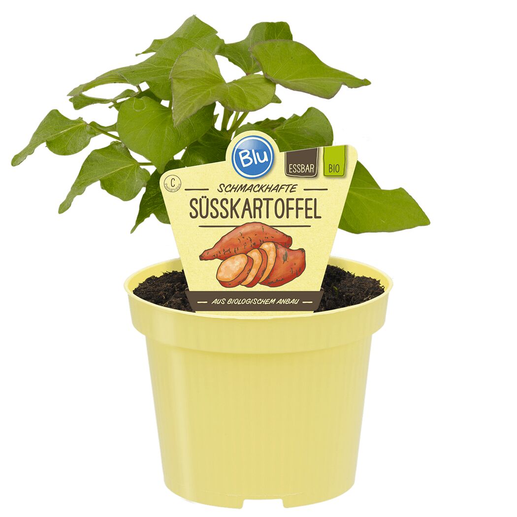 Bio-Süßkartoffelpflanze im Topf