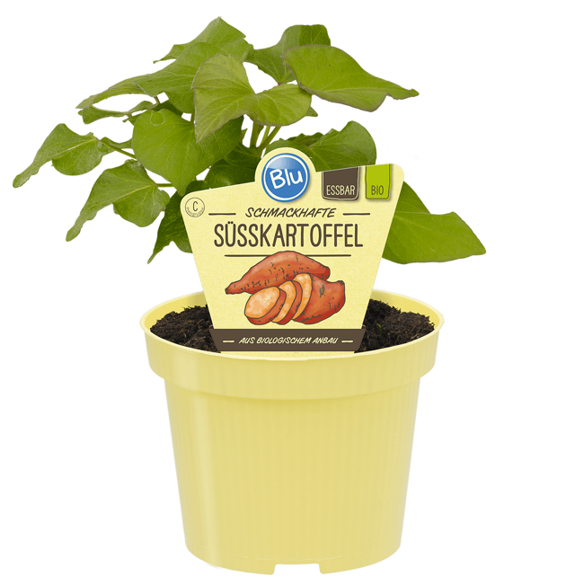 Bild von Bio-Kartoffel Süßkartoffel 'Erato' 12 cm Topf