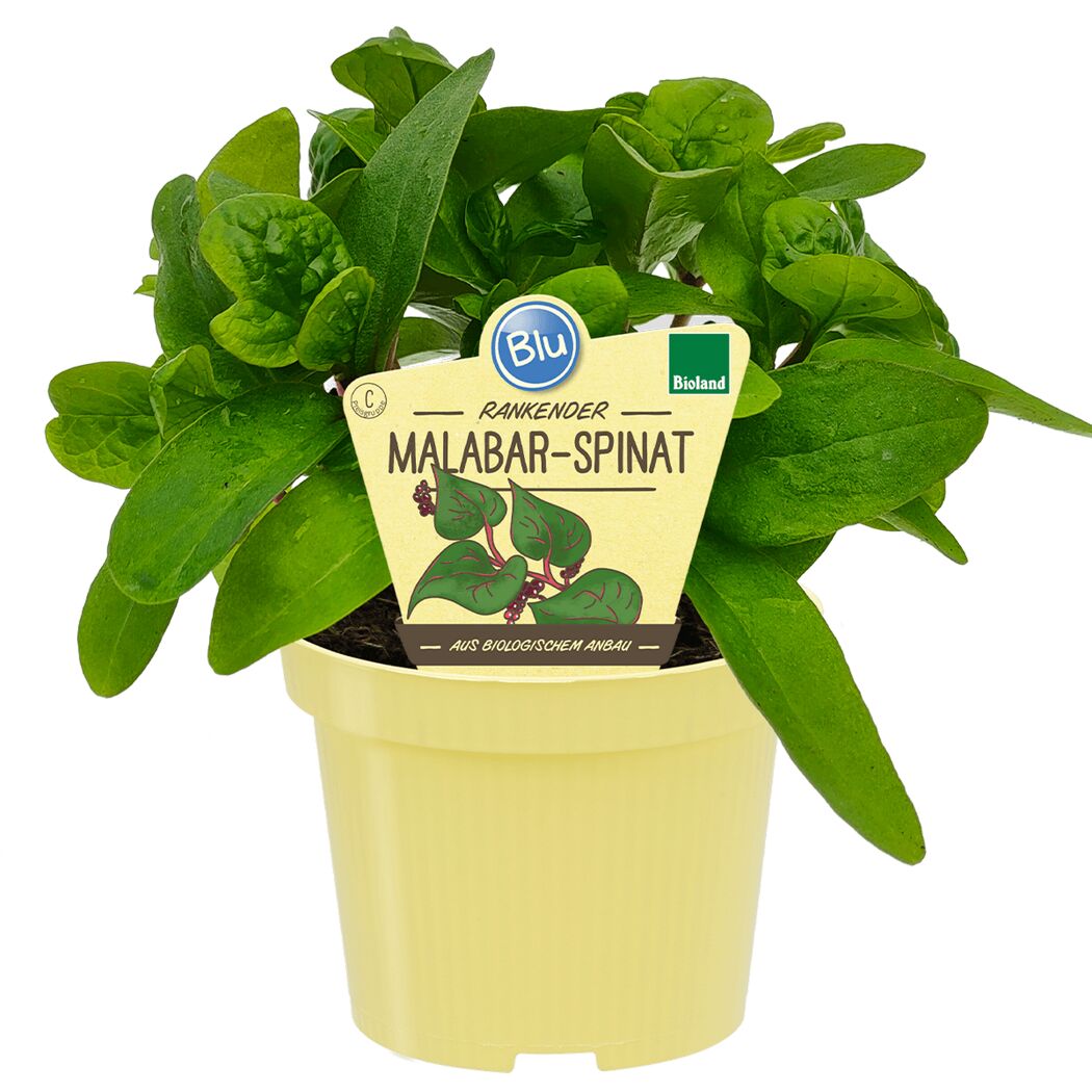 Topf mit Malabar-Spinat
