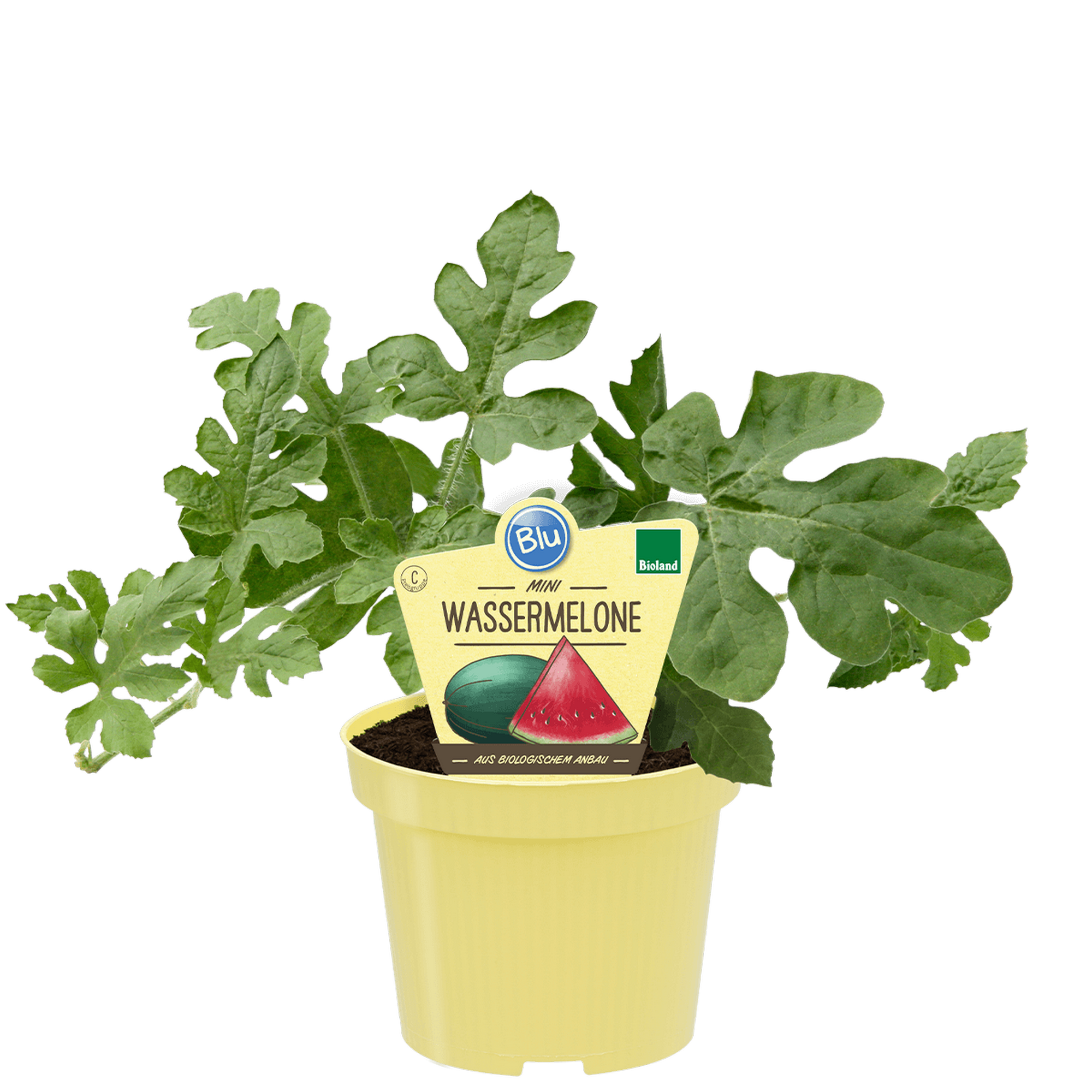 Bio-Wassermelone 'Little Darling' 12 cm Topf + product picture
