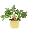 Mini-Wassermelonenpflanze im Topf