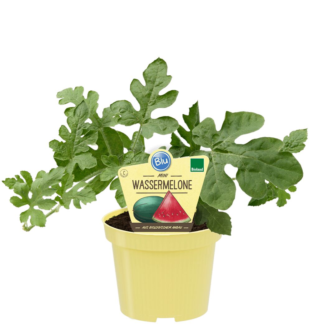 Mini-Wassermelonenpflanze im Topf