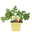 Mini-Wassermelonenpflanze im Topf