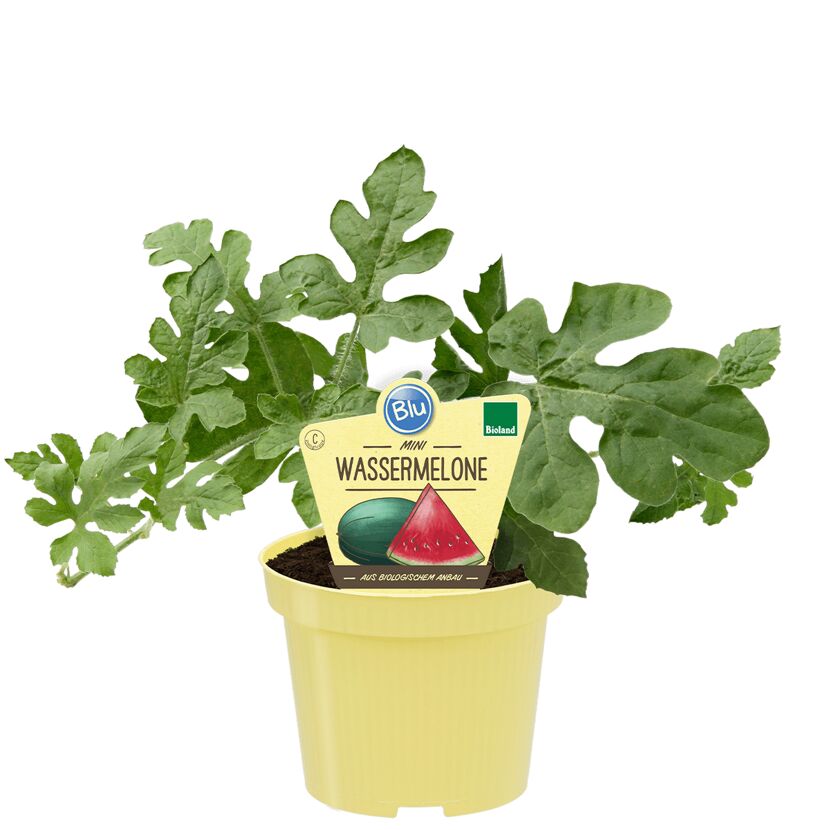 Mini-Wassermelonenpflanze im Topf