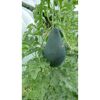 Grüne Wassermelone wächst an einer Pflanze