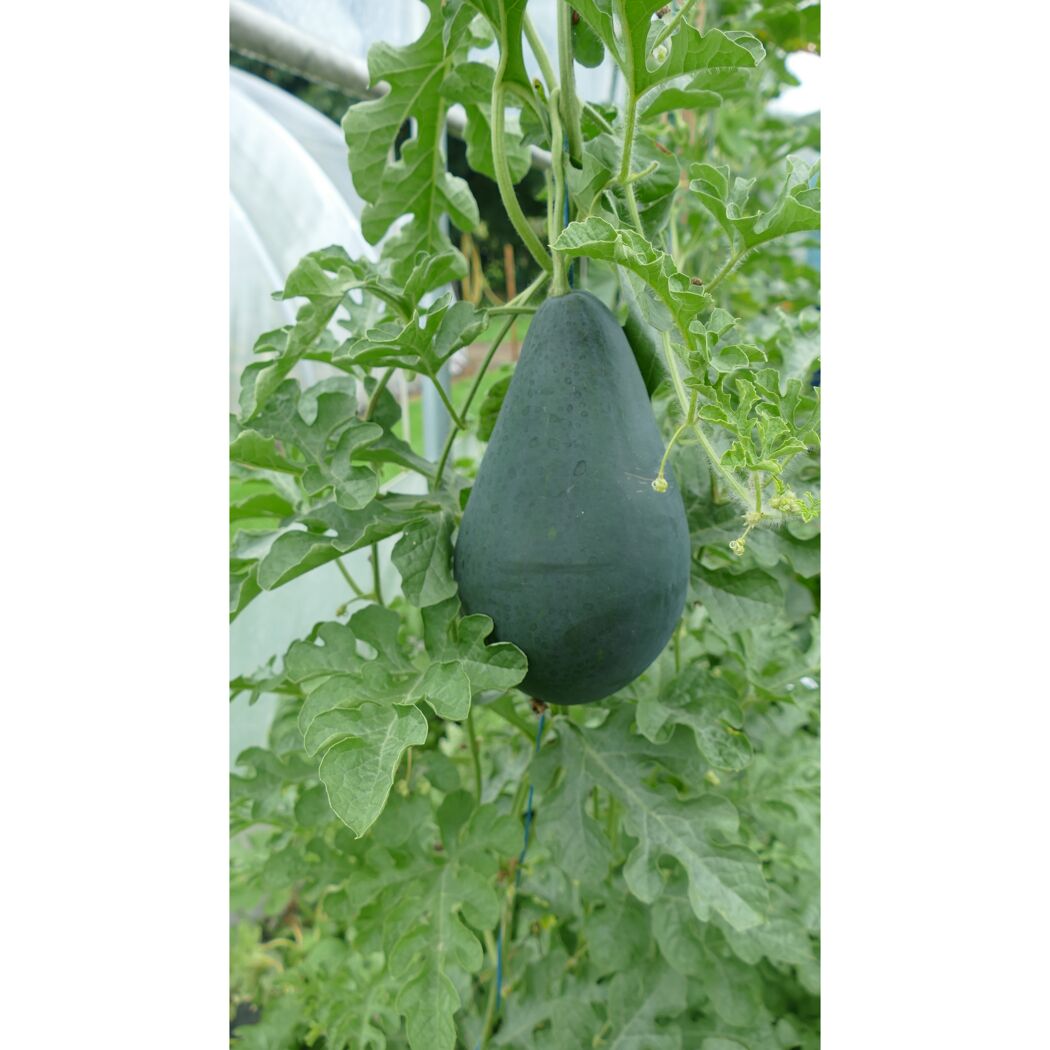 Grüne Wassermelone wächst an einer Pflanze