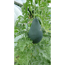 Verkleinertes Bild von Bio-Wassermelone 'Little Darling' 12 cm Topf