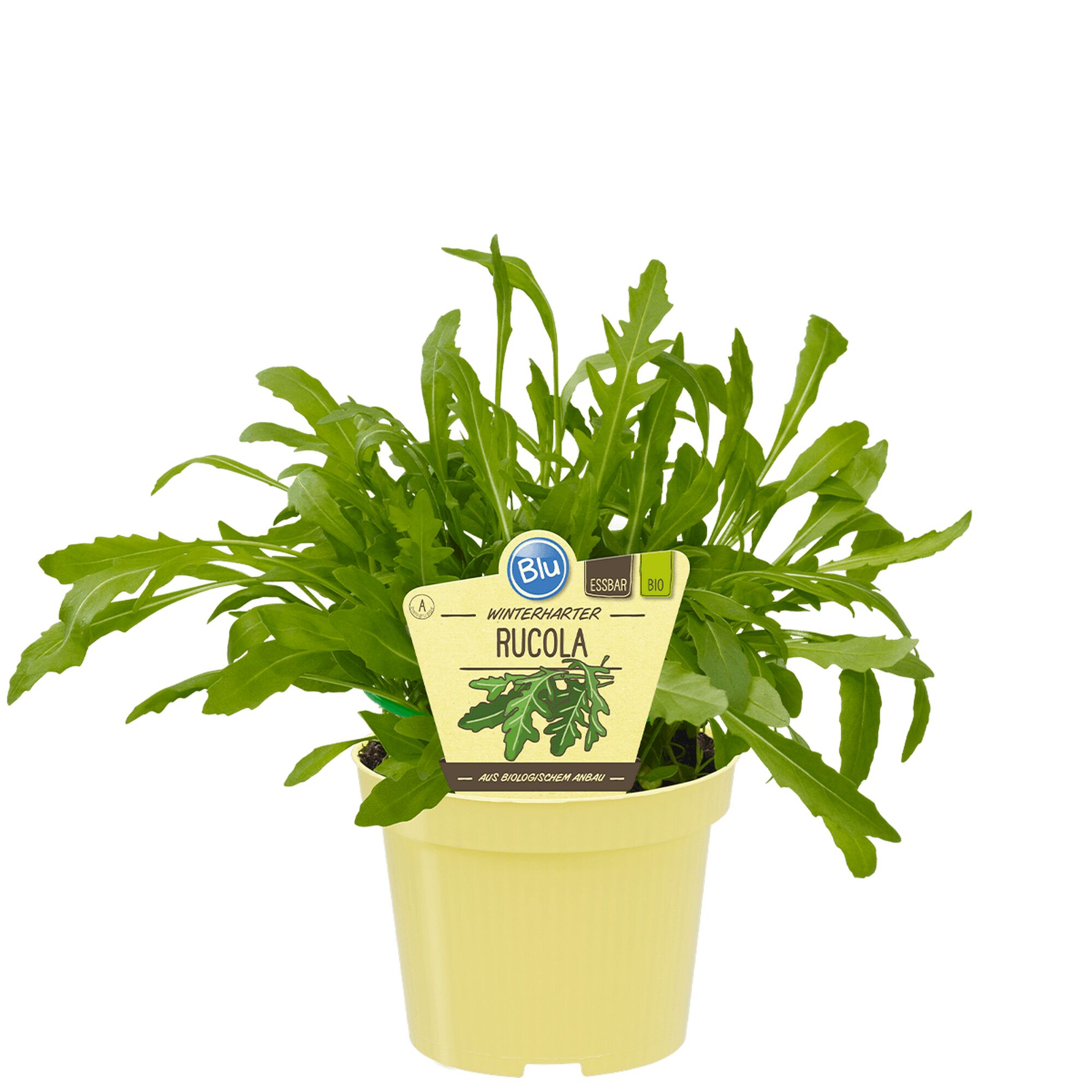 Rucolapflanze im Topf