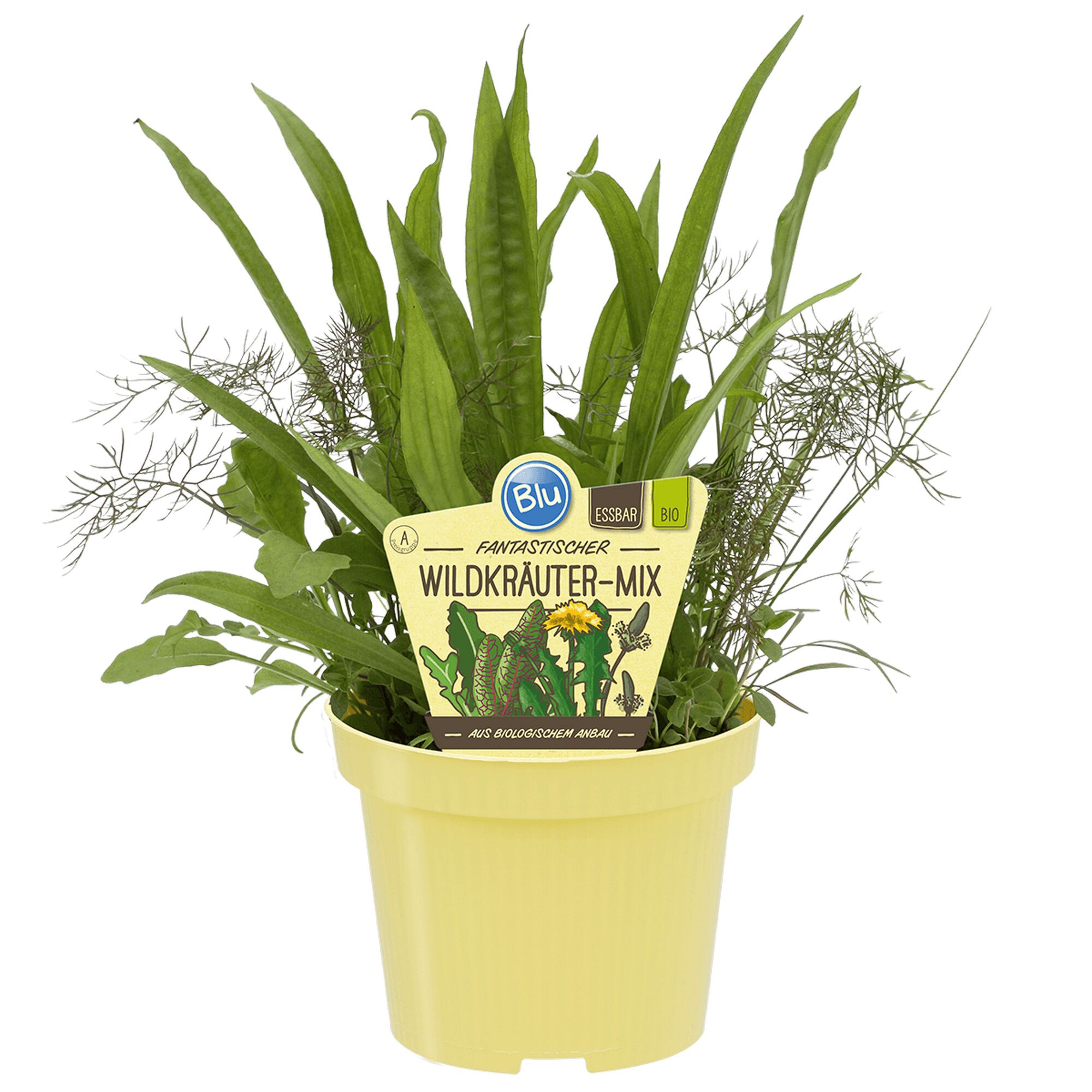 Topf mit Wildkräuter-Mix