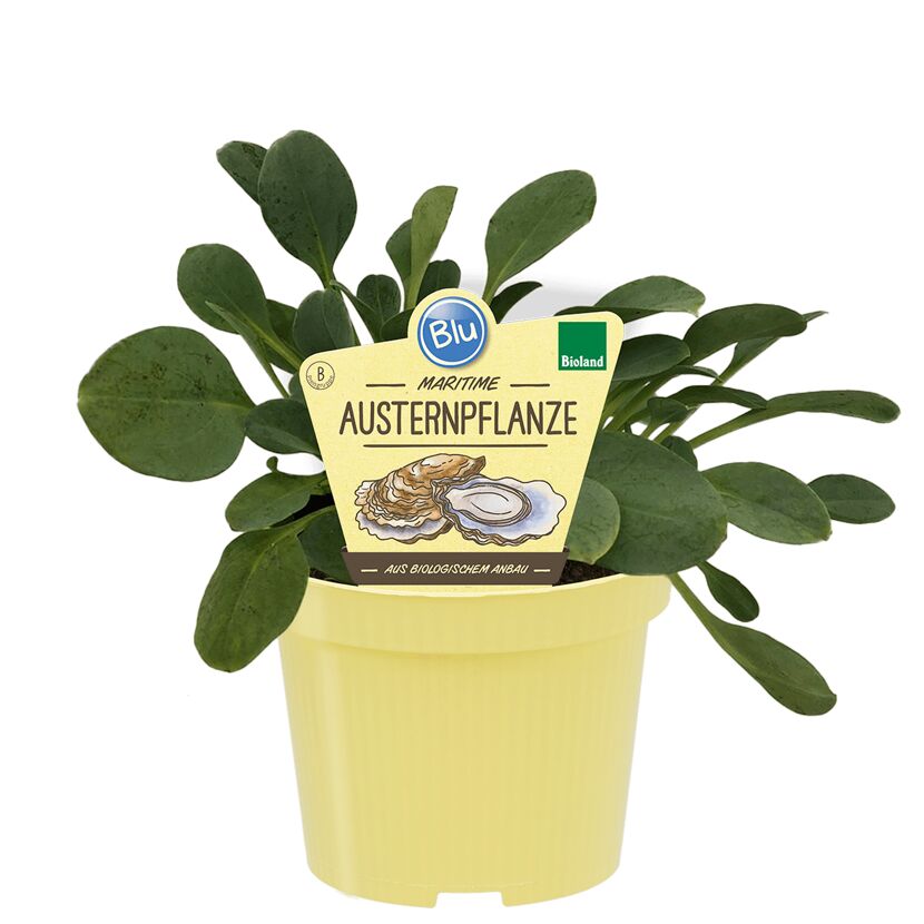 Austerpflanze im Topf