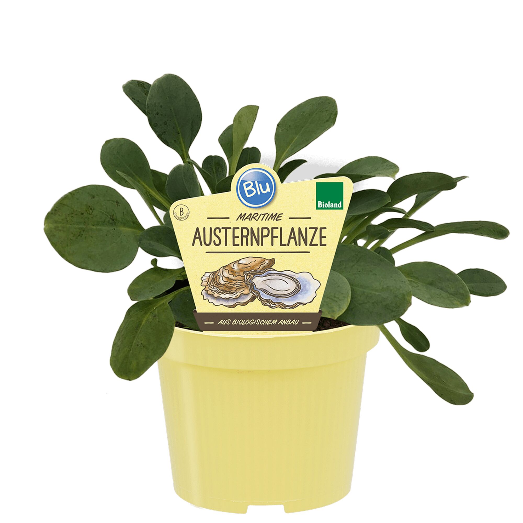 Austerpflanze im Topf