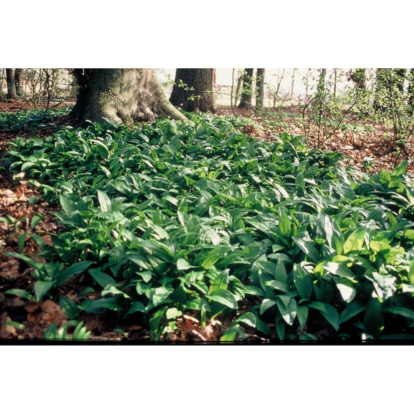 Bärlauch im Wald