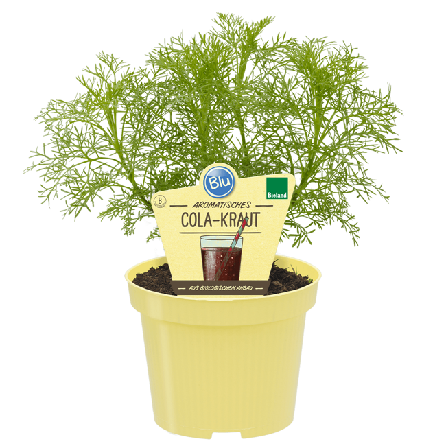 Bild von Bio-Cola-Kraut 12 cm Topf