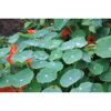 Grüne Blätter mit Regentropfen