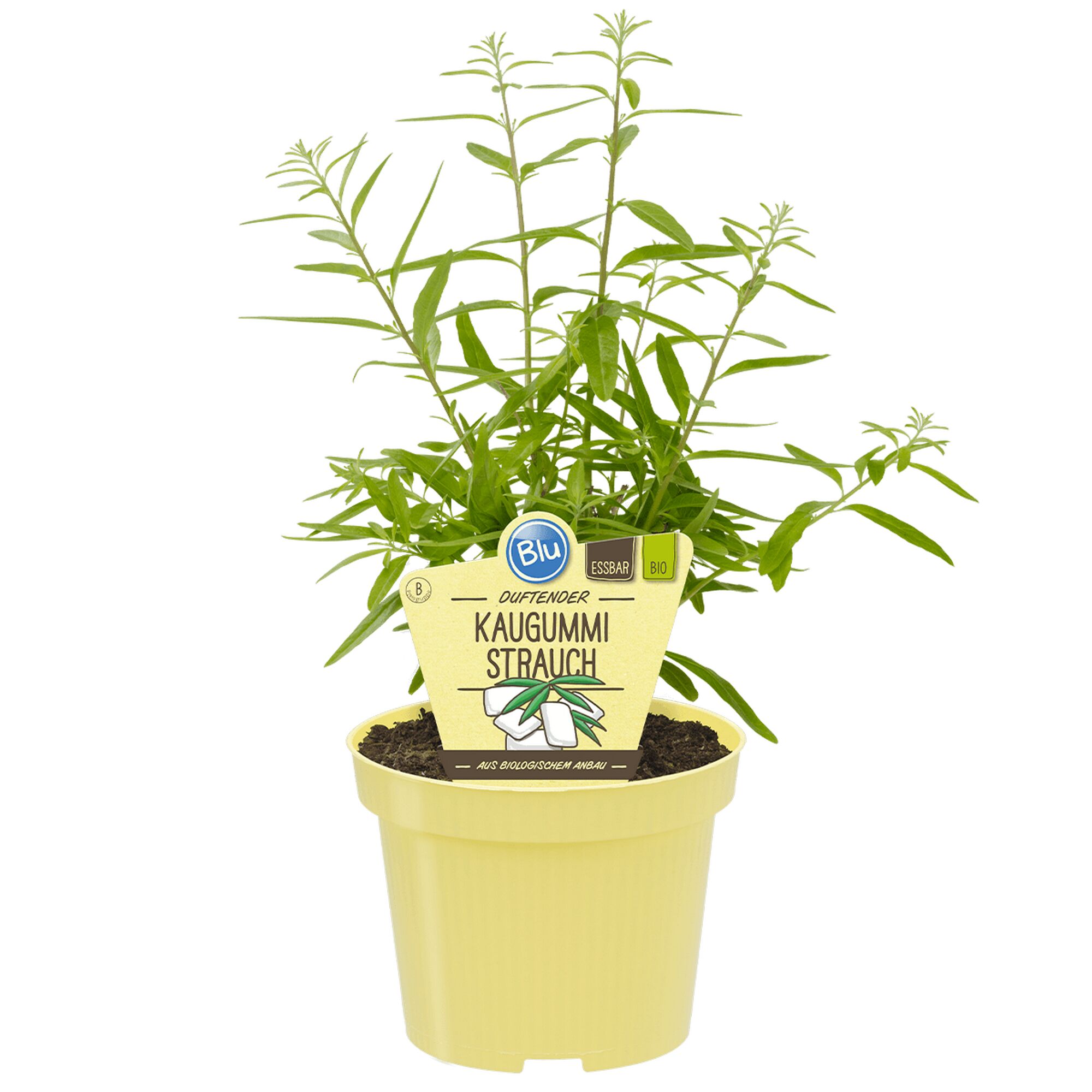 Kaugummistrauch in einem Topf