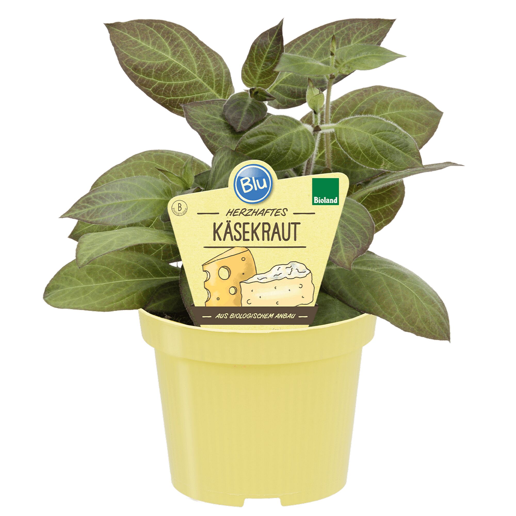 Käsekrautpflanze im Topf