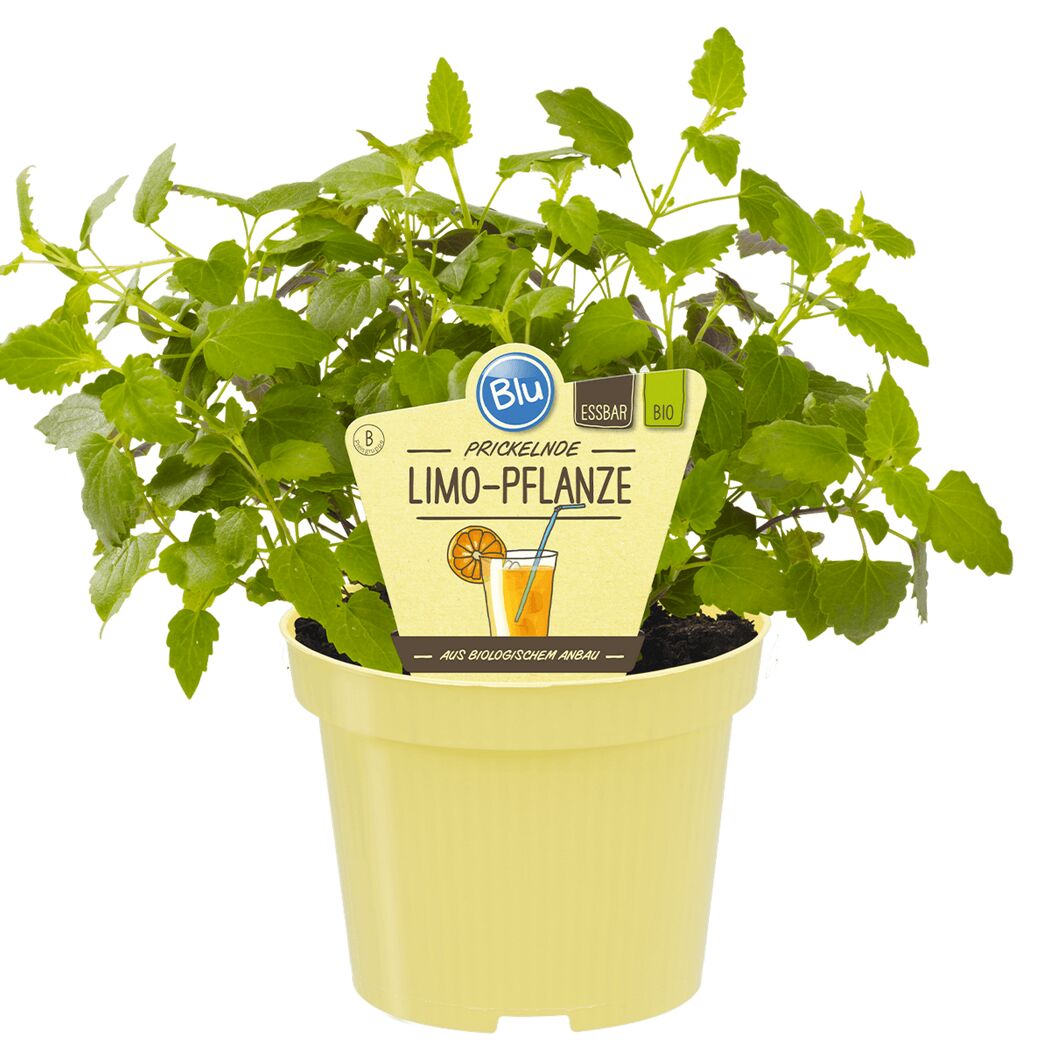 Bio-Limo-Pflanze im Topf