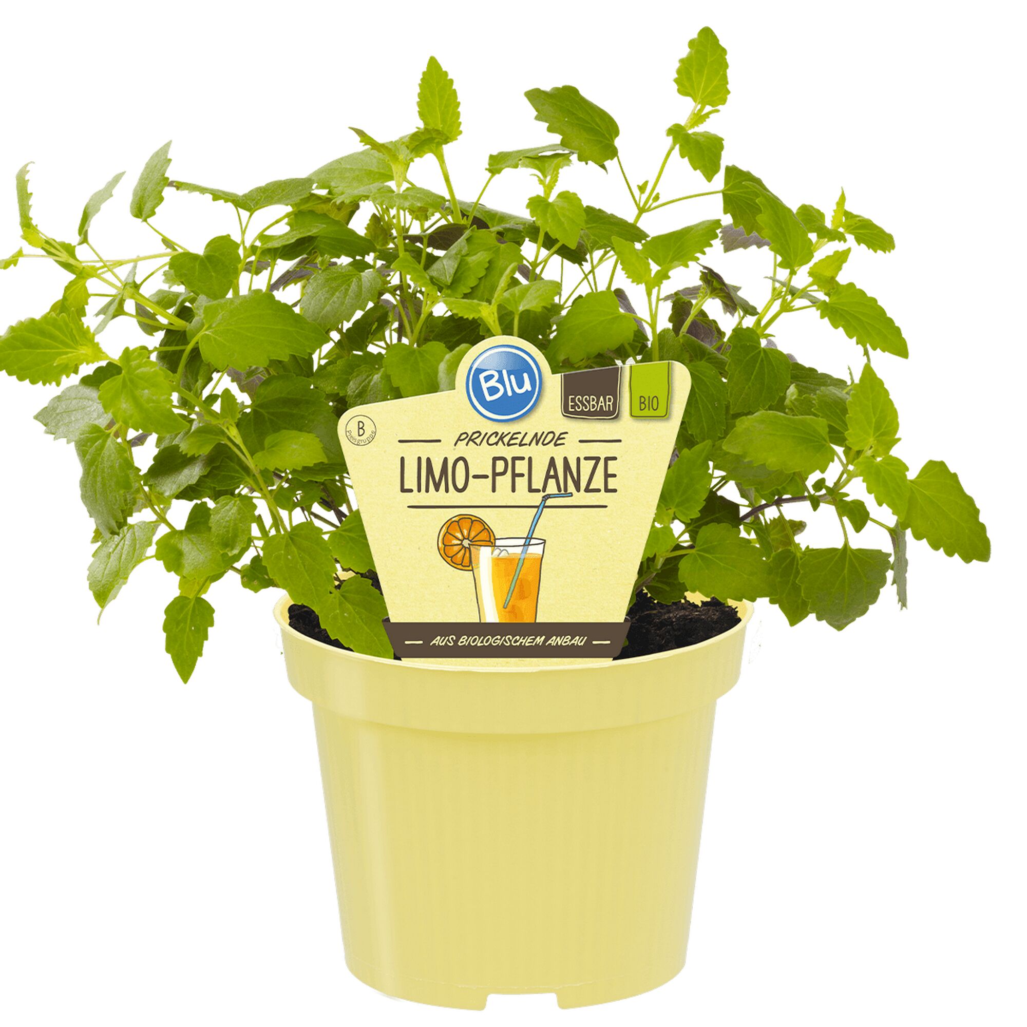 Bio-Limo-Pflanze im Topf