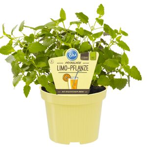 Bio-Limo-Pflanze 12 cm Topf