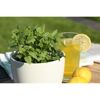 Topfpflanze und Zitronenlimonade