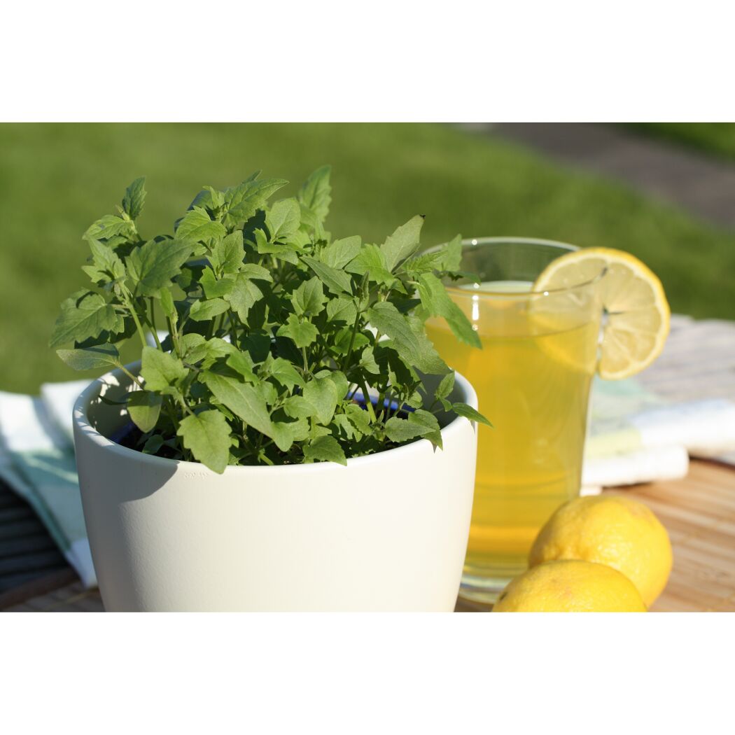 Topfpflanze und Zitronenlimonade