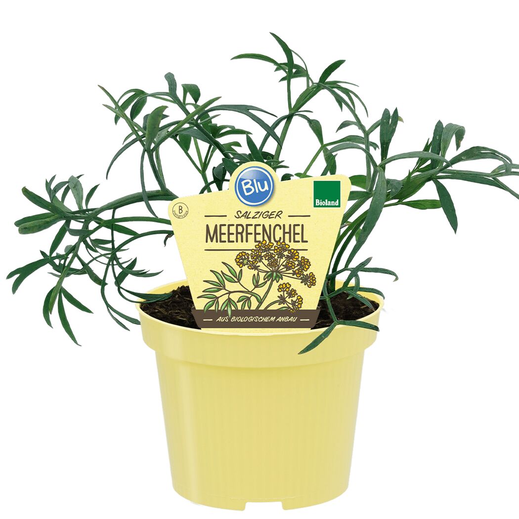 Topf mit salzigem Meerfenchel
