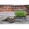 Minzpflanze im Topf auf einem Gartentisch