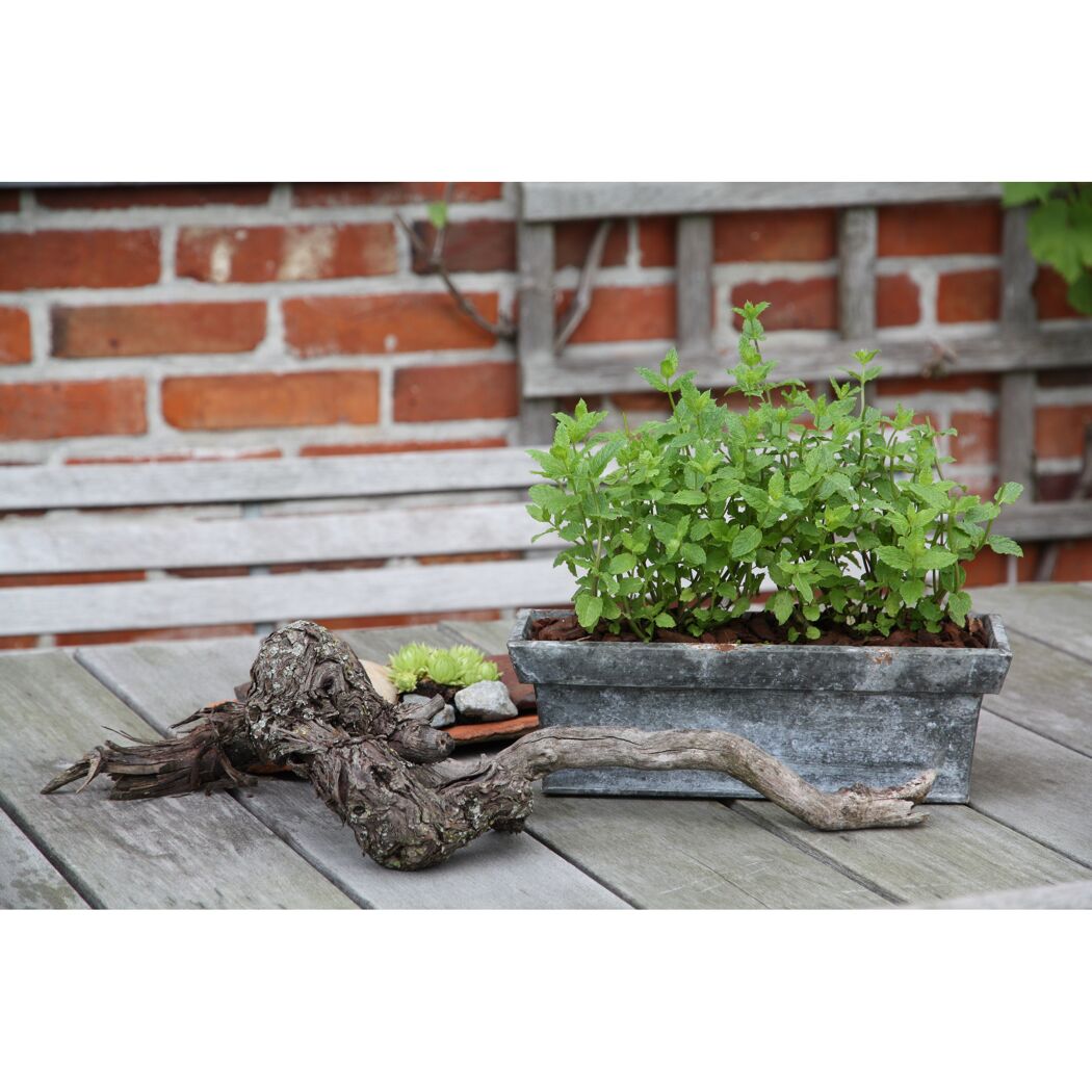 Minzpflanze im Topf auf einem Gartentisch