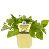 Prickelknopfpflanze im Topf