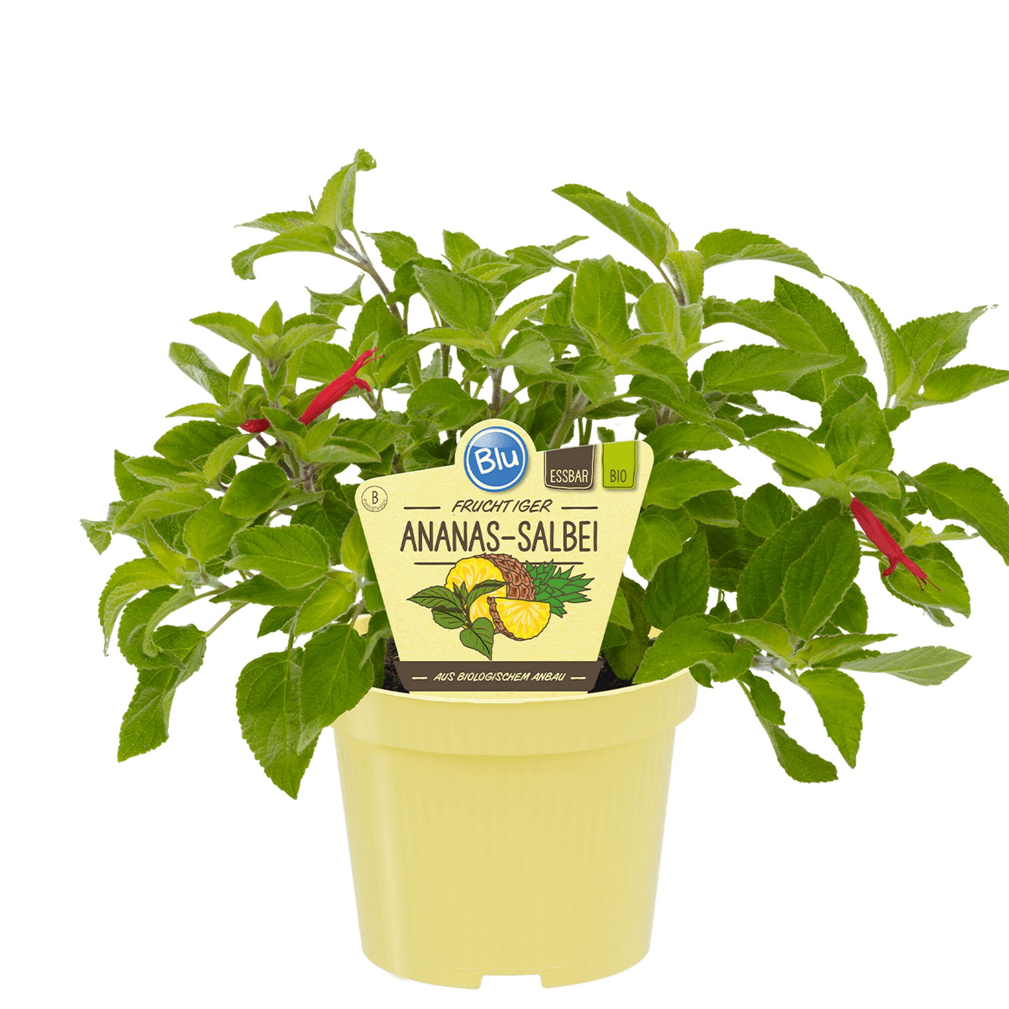 Ananas-Salbei im Topf