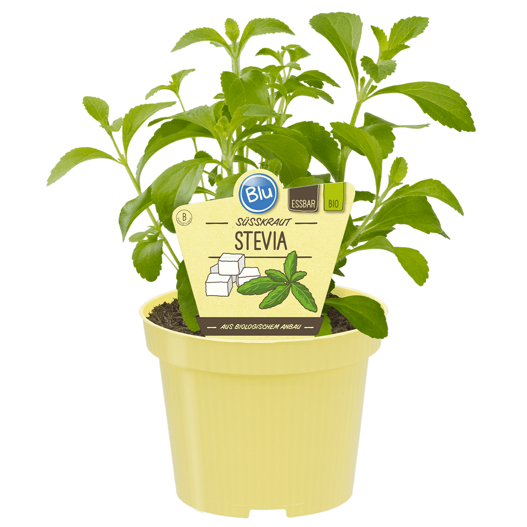 Bio-Süßkraut Stevia 12 cm Topf + product picture