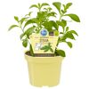 Topfpflanze Stevia