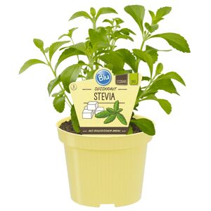 Bio-Süßkraut Stevia 12 cm Topf