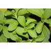 Grüne Stevia Blätter