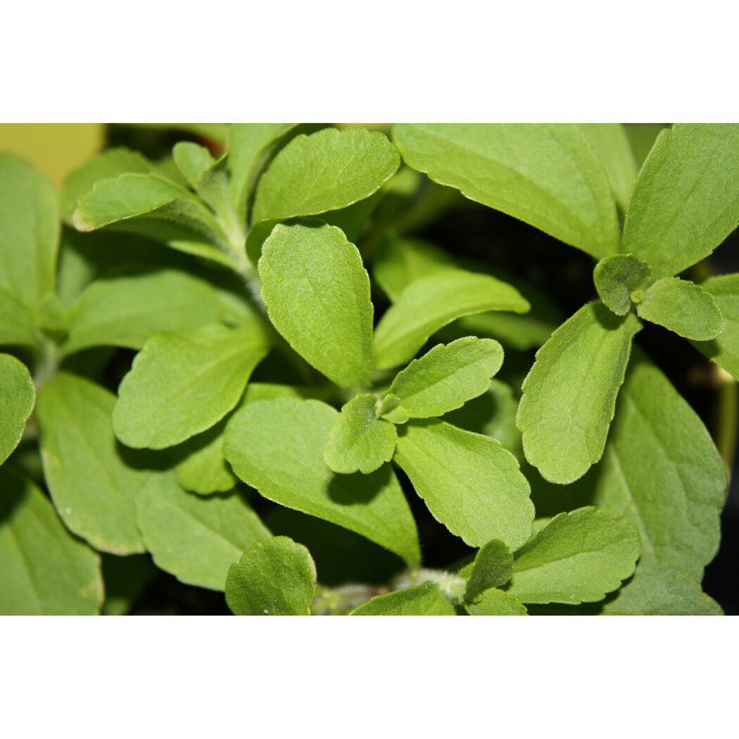 Grüne Stevia Blätter