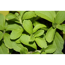 Verkleinertes Bild von Bio-Süßkraut Stevia 12 cm Topf