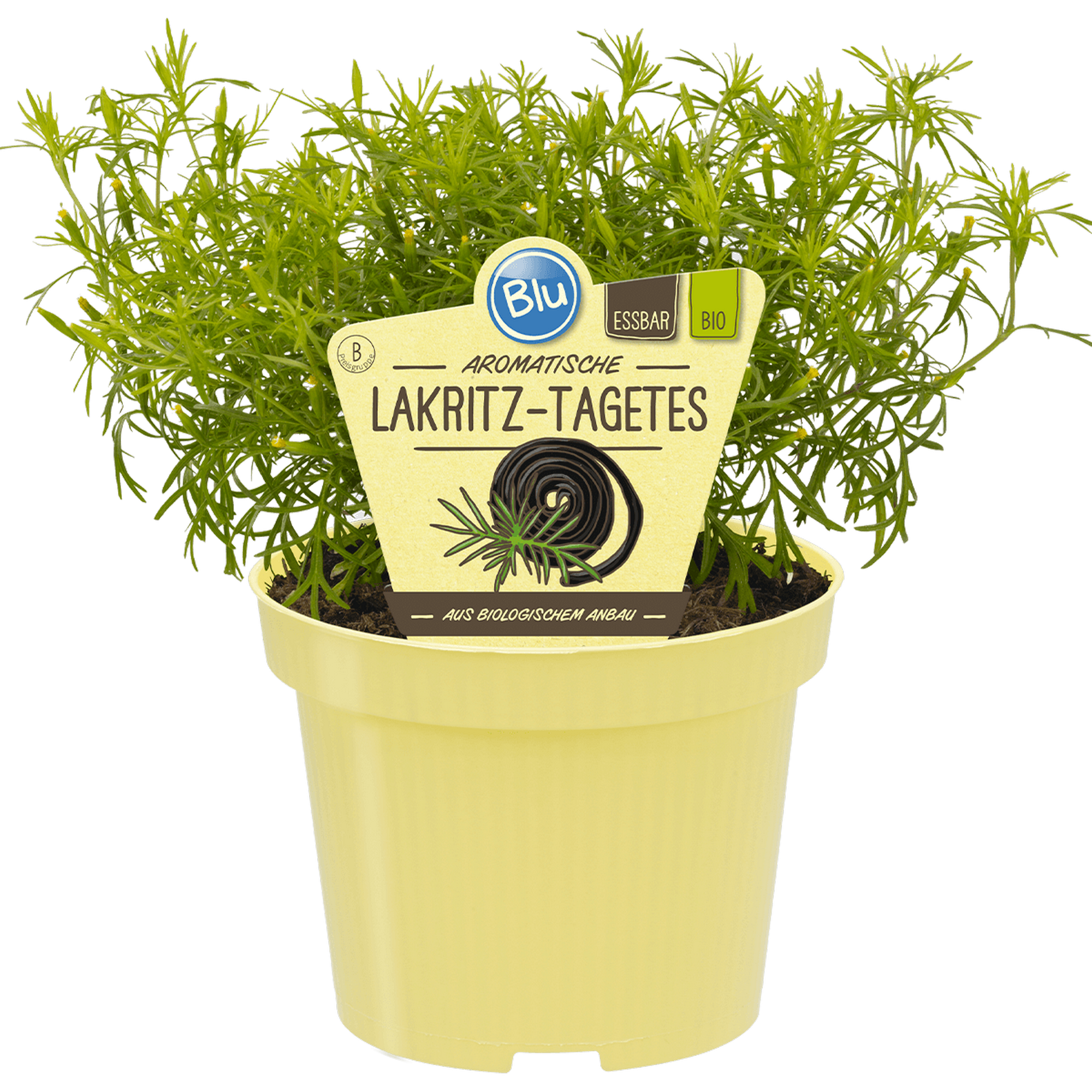 Bio-Tagetes 'Lakritztagetes' 12 cm Topf + product picture