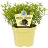 Topfpflanze Lakritz-Tagetes
