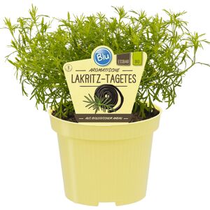 Bio-Tagetes 'Lakritztagetes' 12 cm Topf