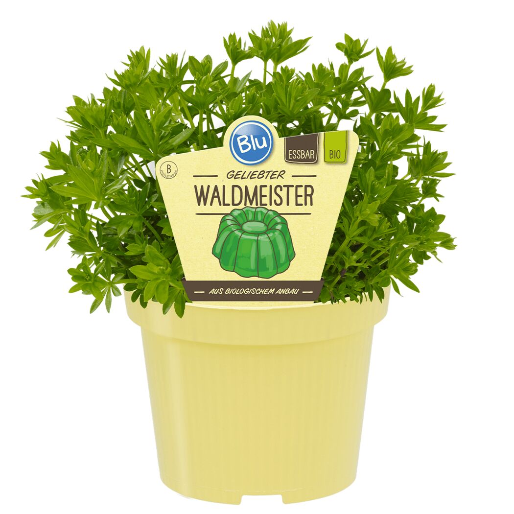 Topf mit Waldmeisterpflanze
