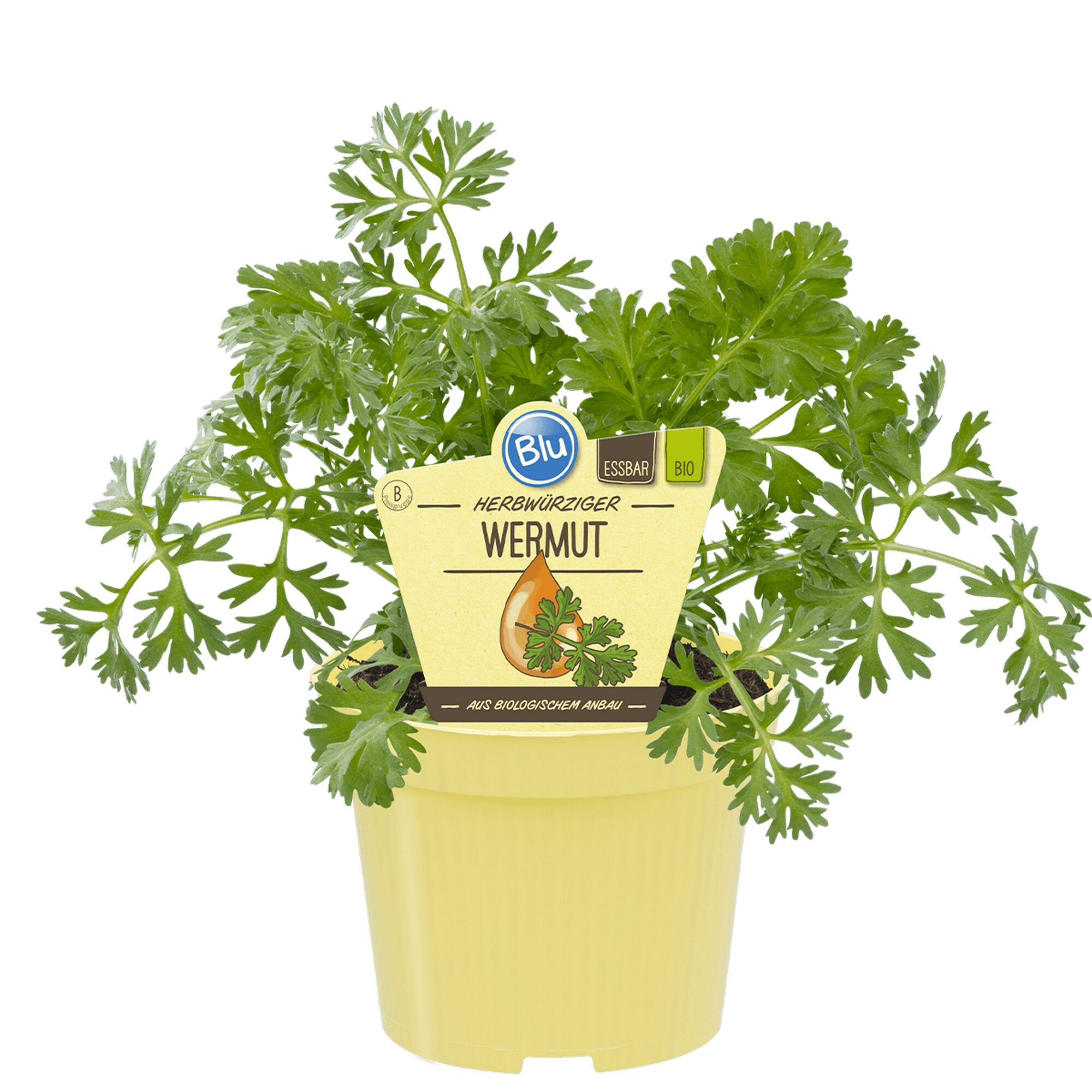 Topf mit Wermutpflanze