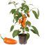 Chillipflanze PICK N JOY im Topf