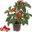 Tomatenpflanze PICK N JOY mit reifen Tomaten