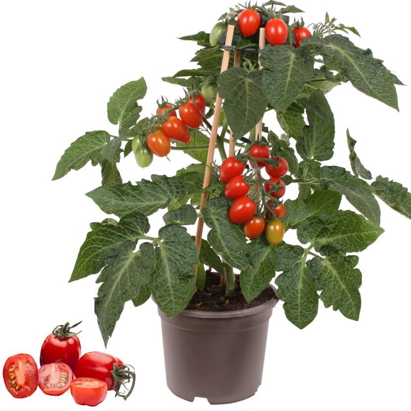 Tomatenpflanze PICK N JOY mit reifen Tomaten