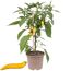 Chillipflanze PICK N JOY im Topf
