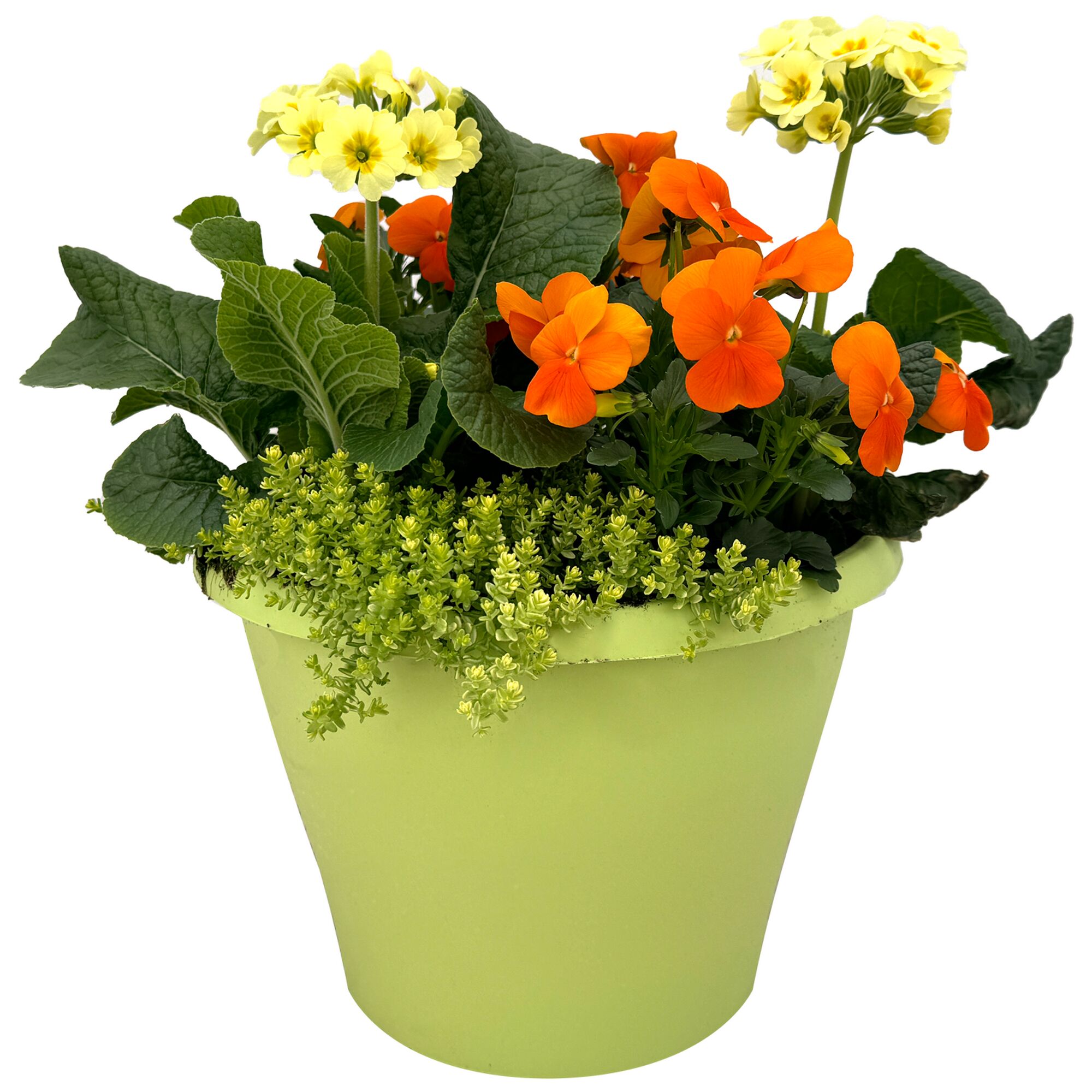 Blumentopf mit gelben und orangen Blumen